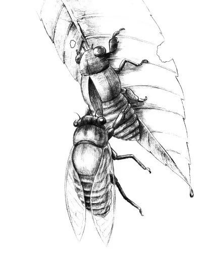 金蝉脱壳示意图